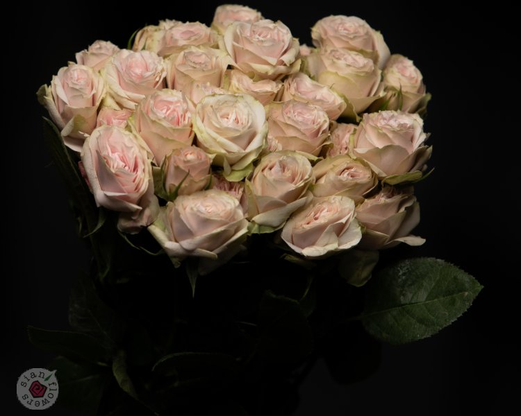 Pink Roses